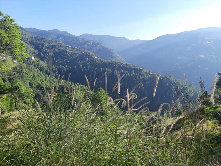 Shimla-Manali-3